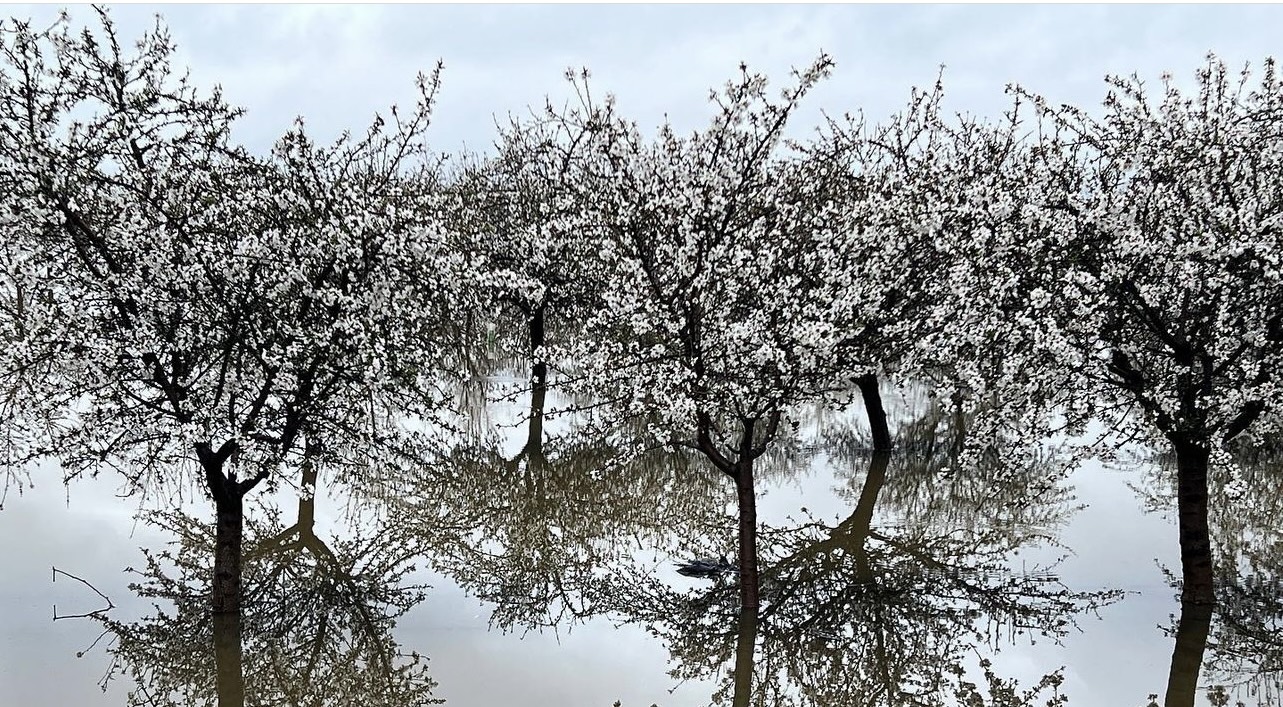 The impact of adverse weather in this year’s almond pollination